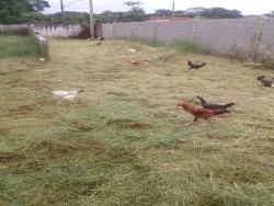 Terreno para Venda em Itanhaém - 5